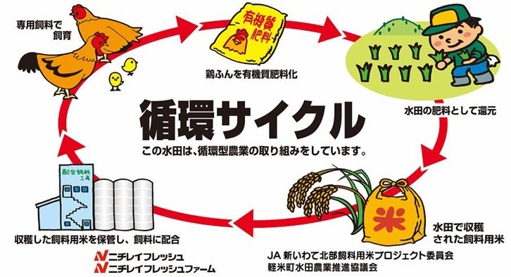 純鶏 純鶏 焼き鳥 20串 福井 絶品グルメ じゅんけい串 国産 親鳥